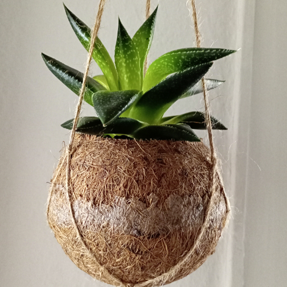 Gardify - Grannen-Aloe
