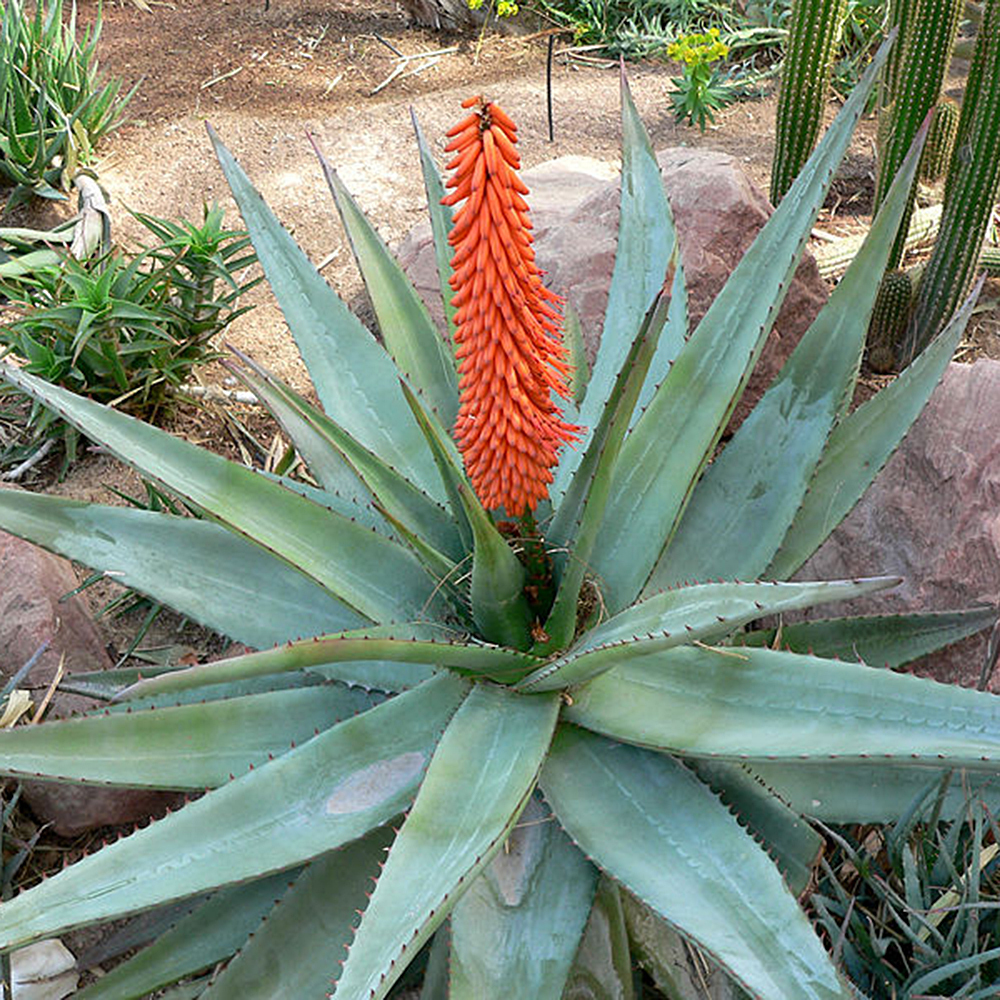 Gardify - Kap-Aloe