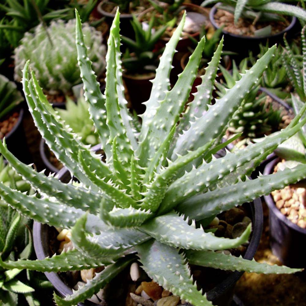 aloe vera jelly Aloe Ice Sunburn Relief Jelly 16oz main image 1