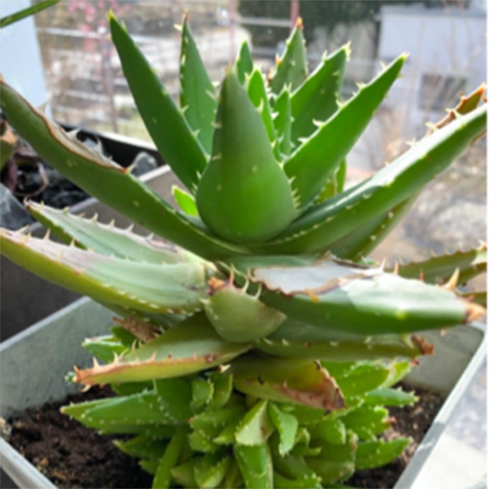 aloe vera and honey drink Big Bee main image 1