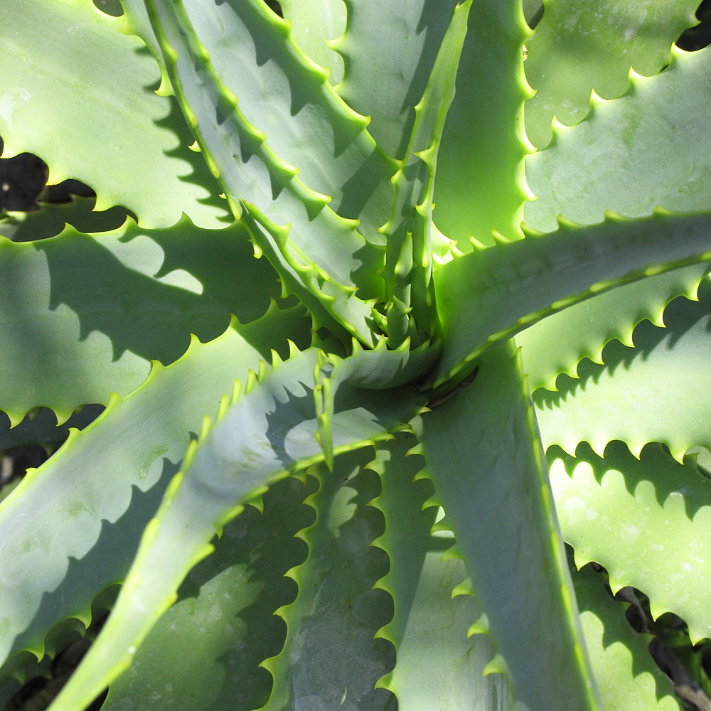 Gardify - Echte Aloe
