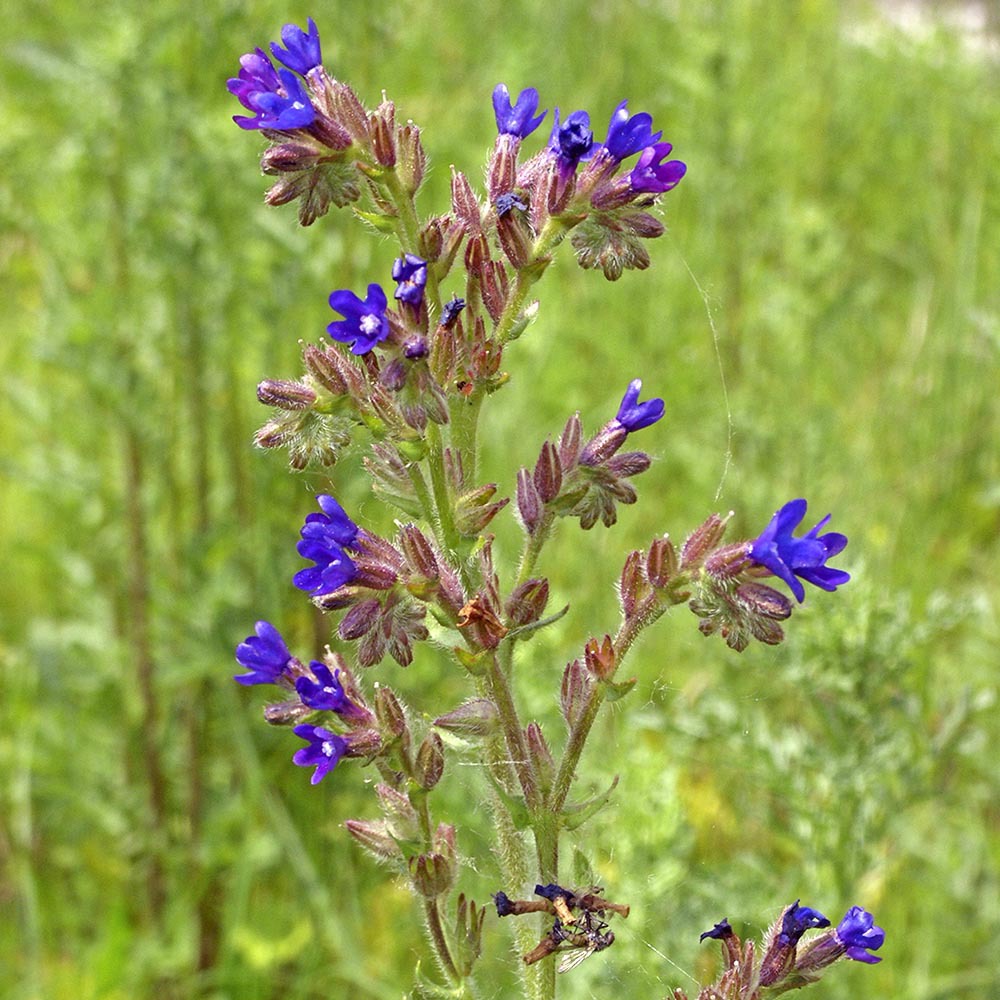 amydrium medium variegata Amydrium Medium Silver – oramicin