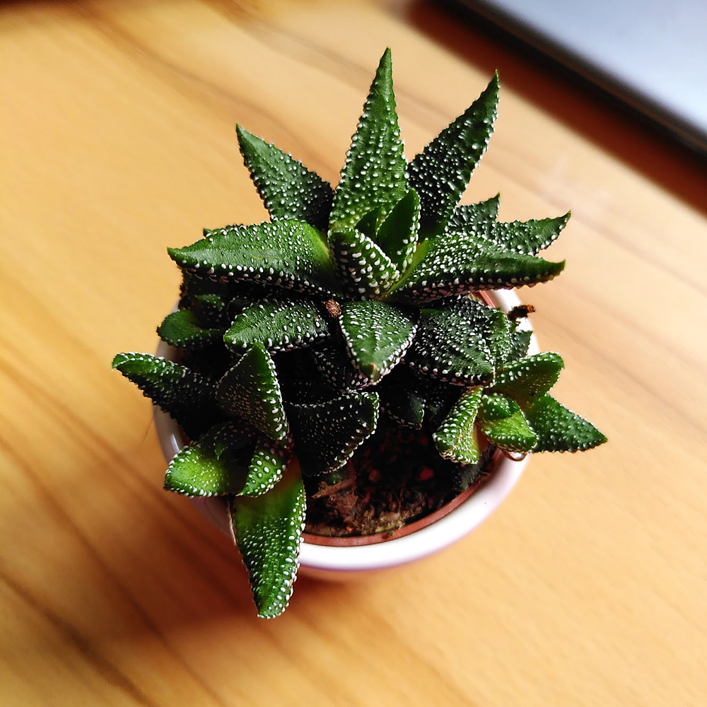 Gardify - Grannen-Aloe