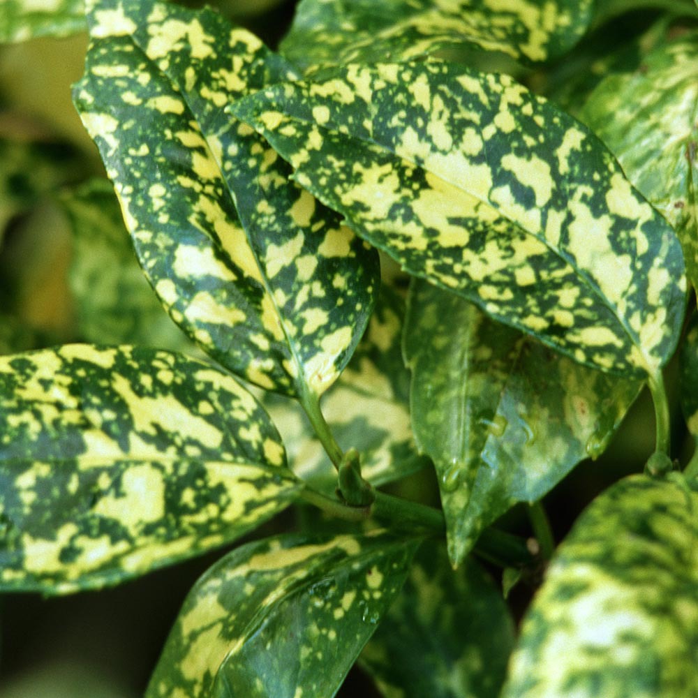 Gardify - Japanische Aukube 'Crotonifolia'