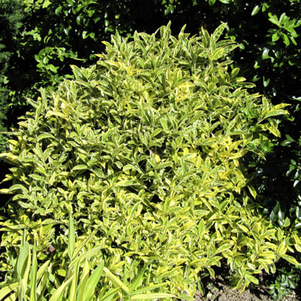 Gardify - Japanische Aukube 'Sulphurea Marginata'