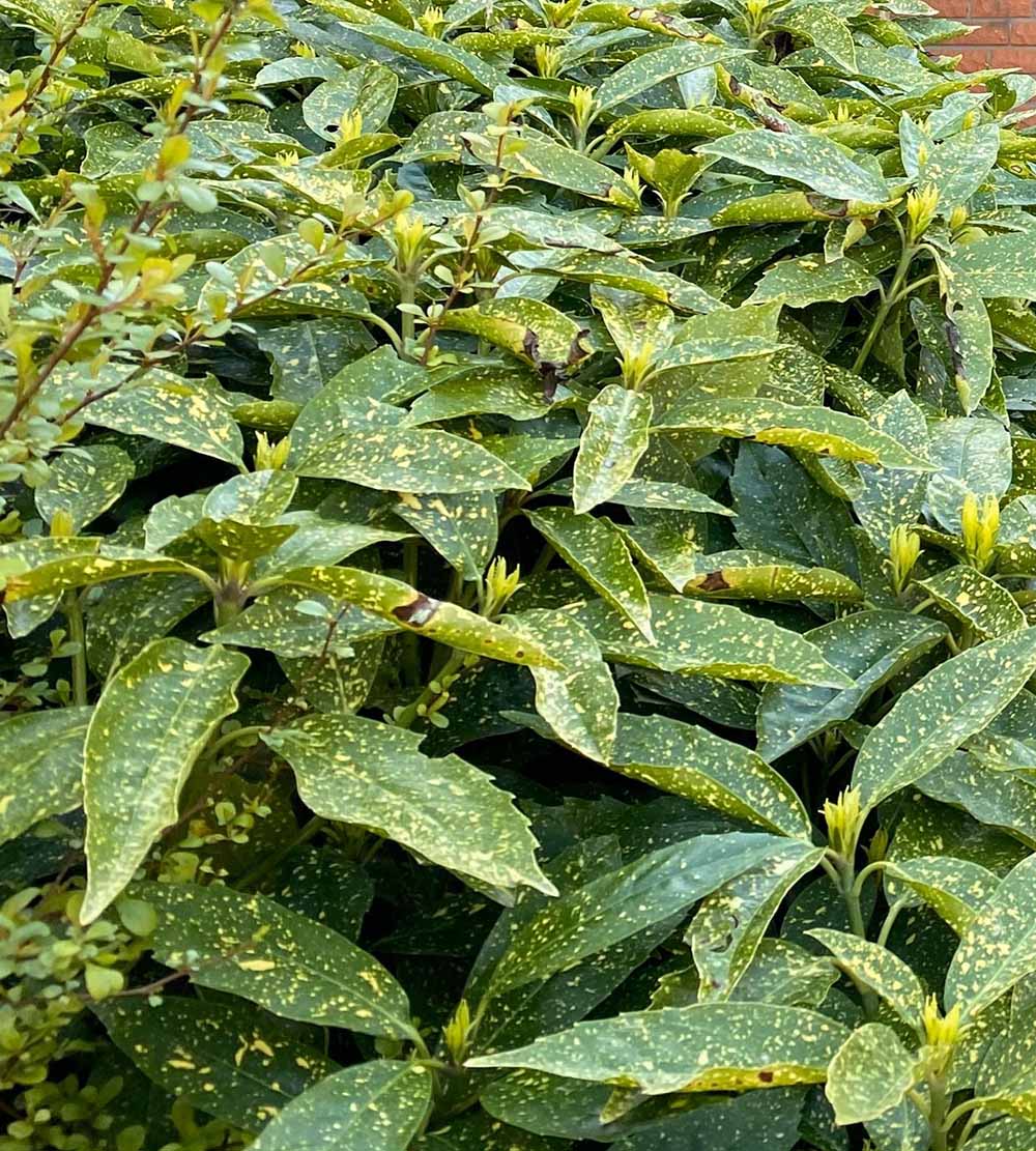 piper nigrum variegata Black Pepper, Piper Nigrum