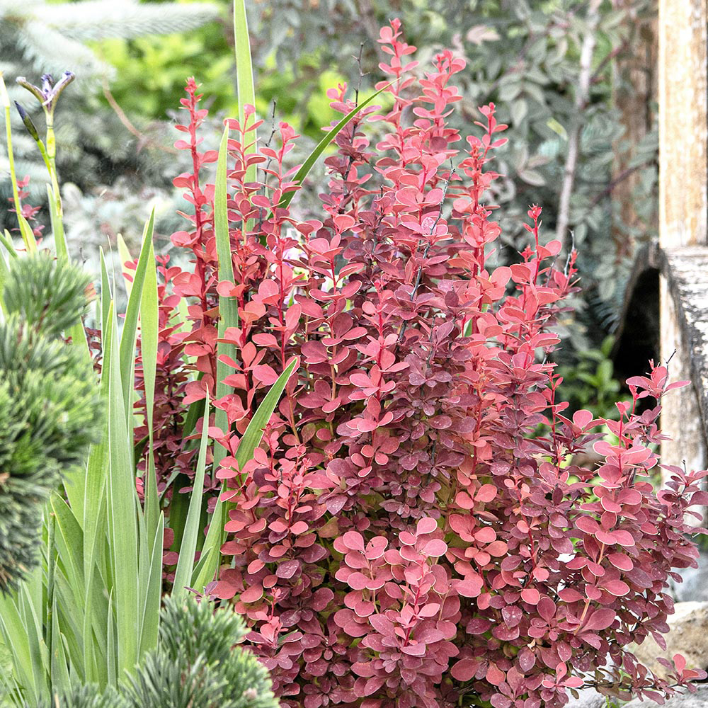 Gardify - Berberitze 'Orange Rocket'