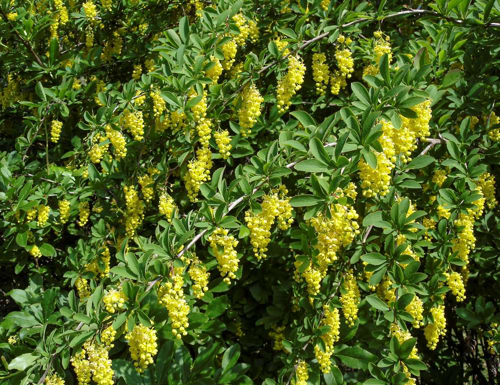 sedum pflanzen düngen Purgrün Sedum-Dünger 1 kg
