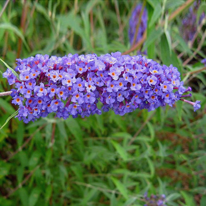Gardify - Sommerflieder 'Nanho Blue'