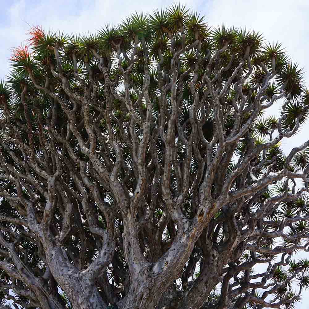eibe 60 cm kaufen Gemeine Eibe (Taxus baccata) | 60-80 cm im Topf main image 0