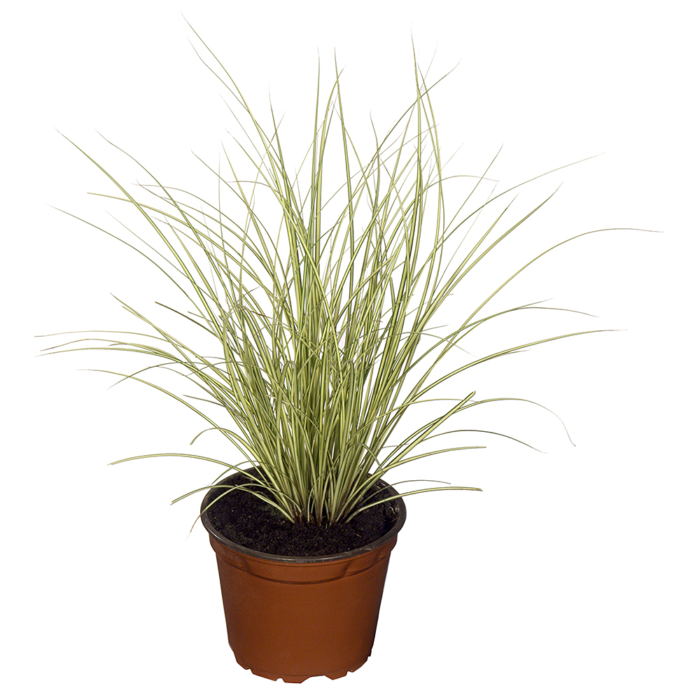 Gardify - Brunliche Segge 'Variegata'
