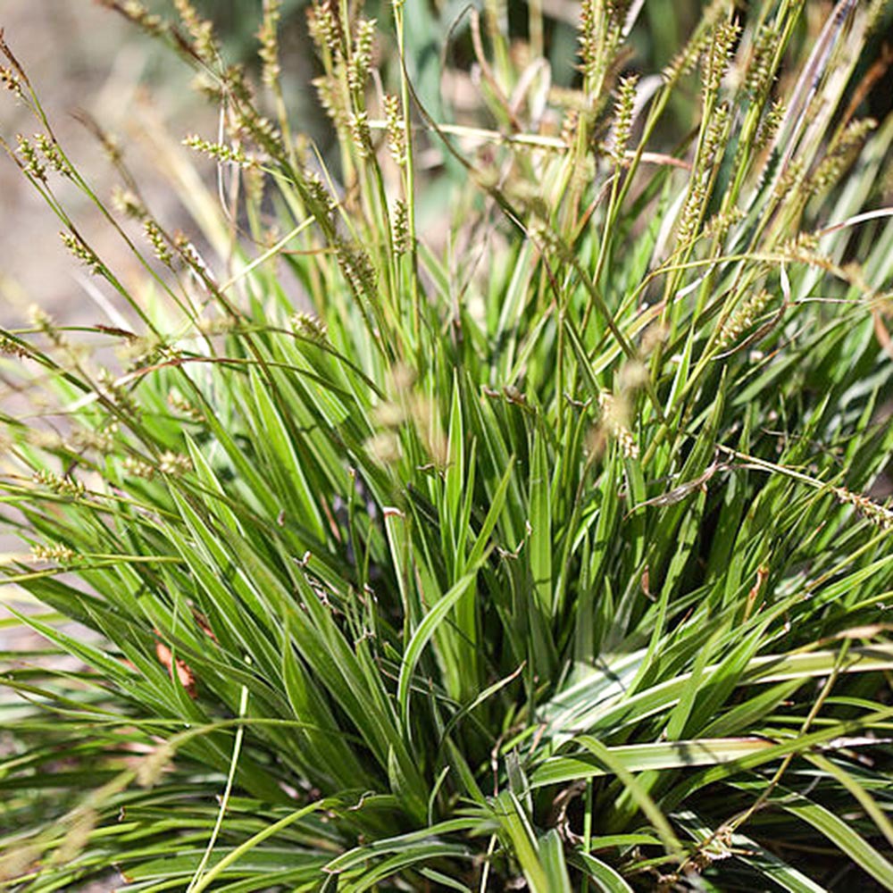 beaucarnea variegata Ponytail Palm main image 1