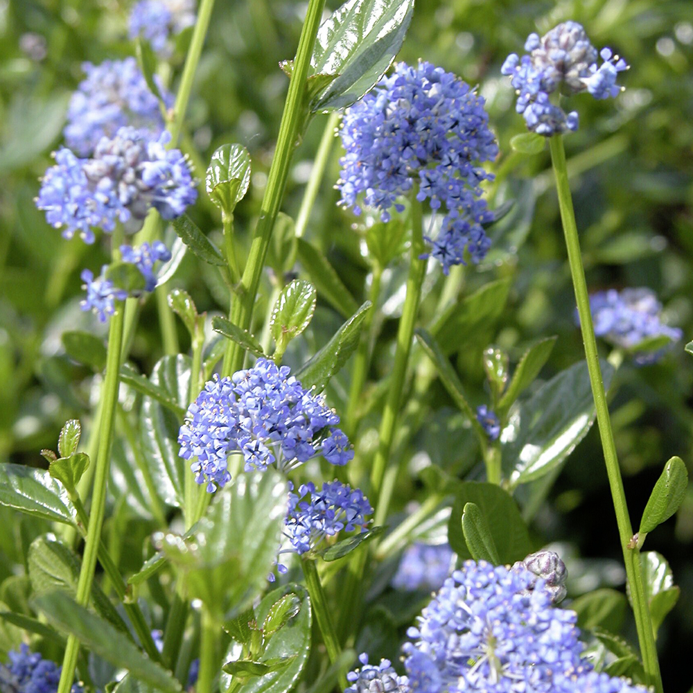 Gardify - Sckelblume 'Victoria'