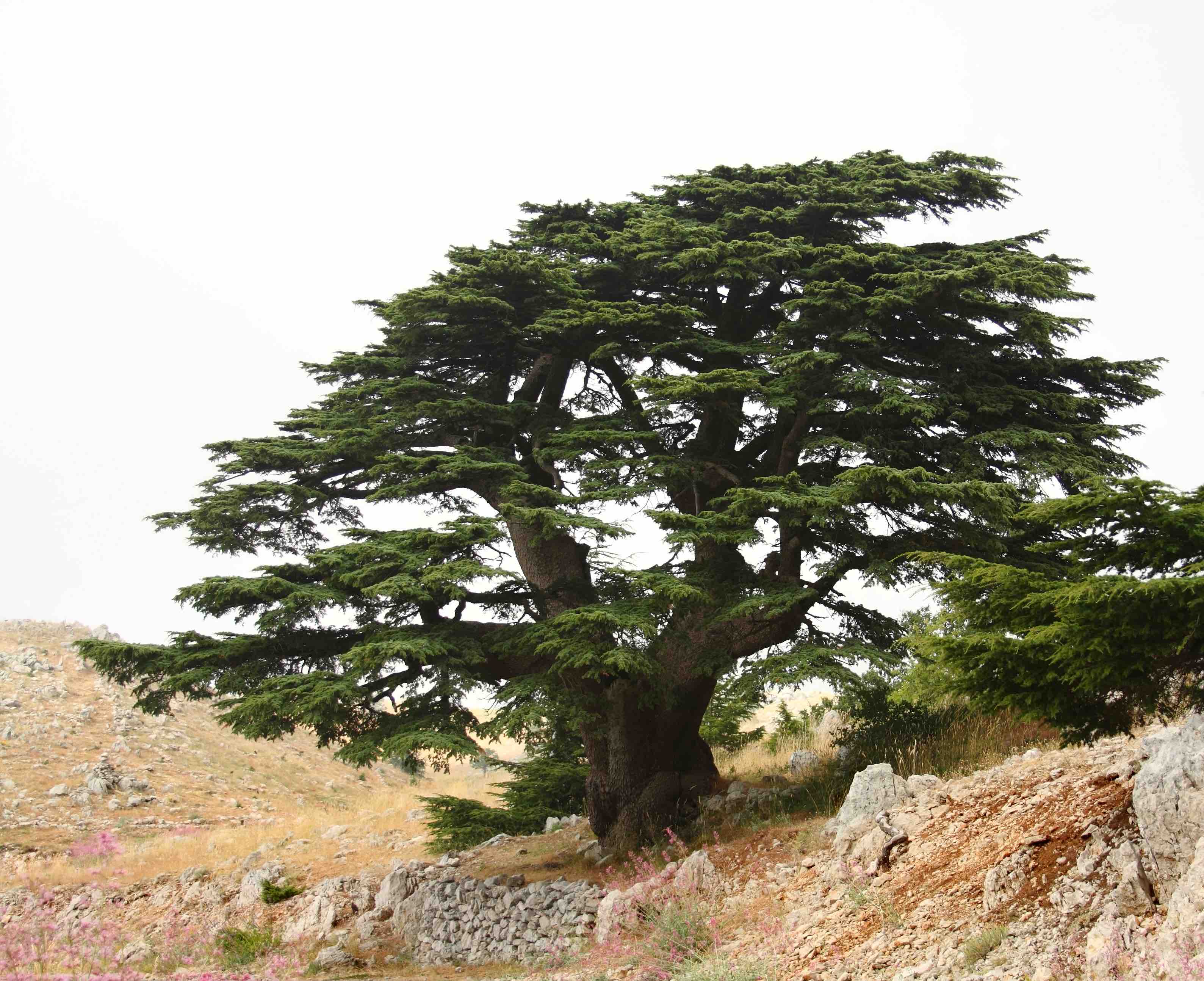 Libanon-Zeder