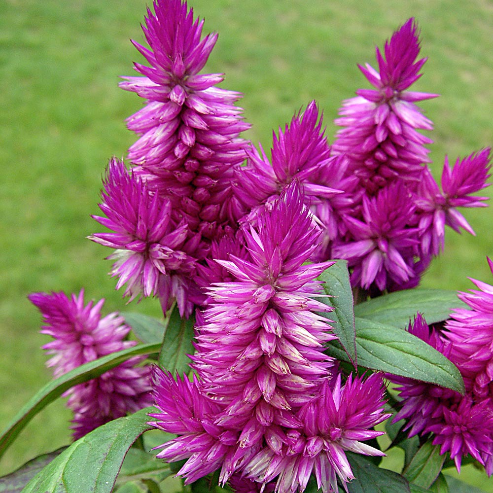 farnähnliche zimmerpflanze Nephrolepis exaltata Vitale (Farn) – Secret Garden Plant Shop main image 1
