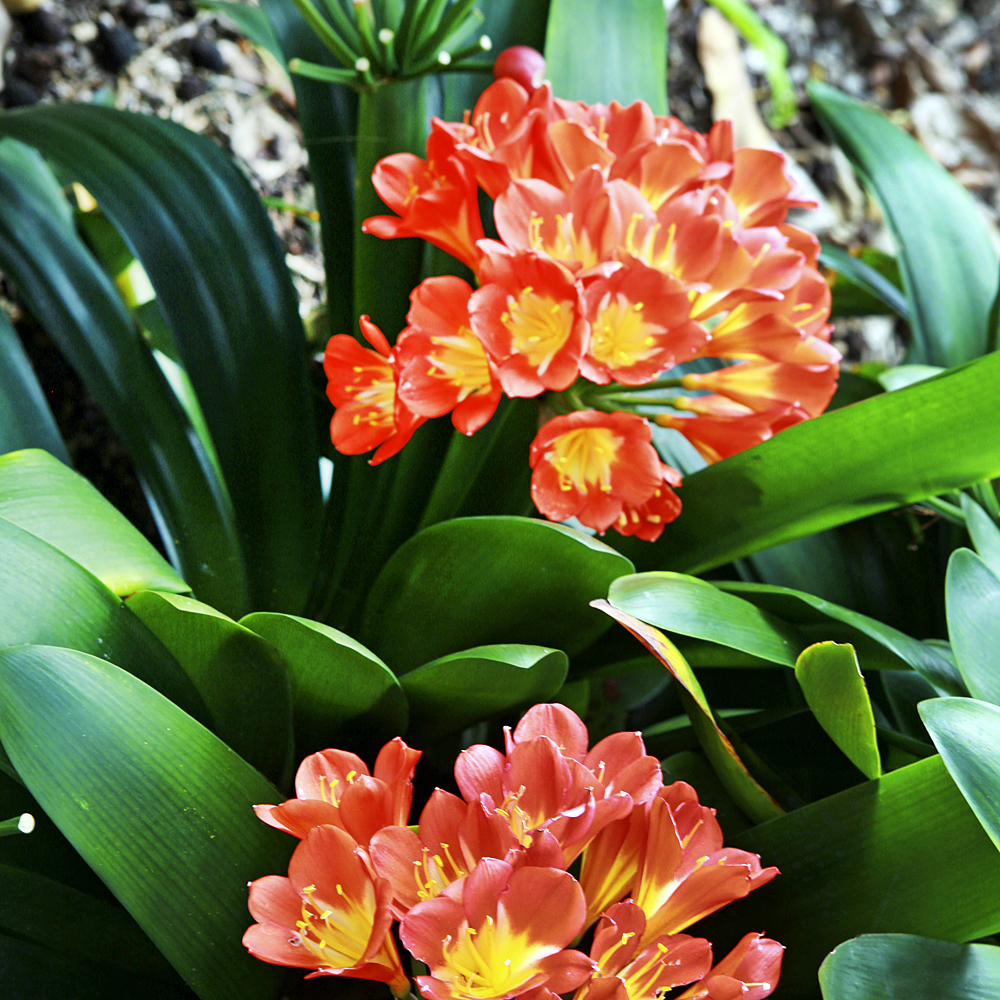 Gardify - Klivie 'Belgian Hybrid'