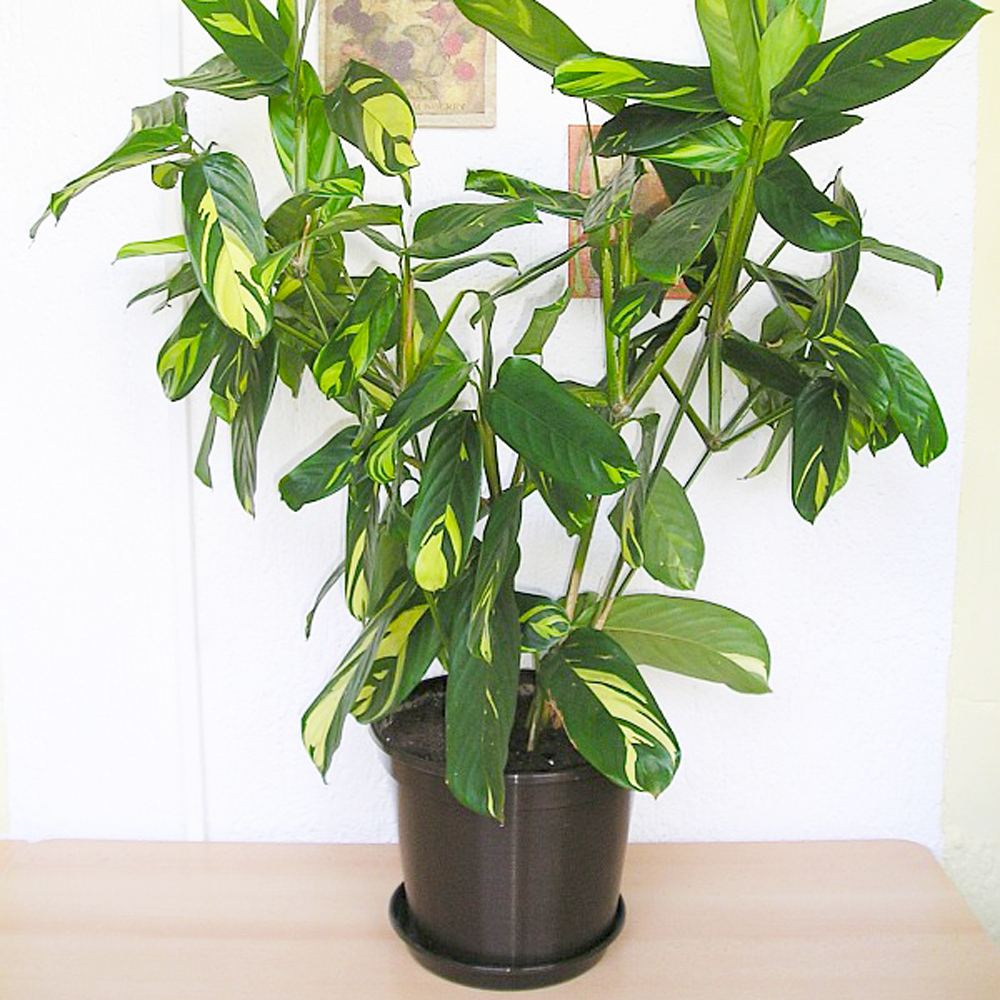 Gardify - Kamm-Marante 'Golden Mosaic'