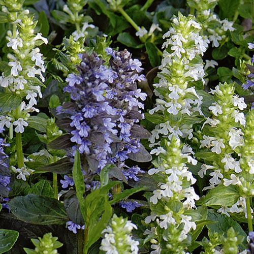 kirschlorbeer genolia hecke bilder Kirschlorbeer 'Genolia' kaufen – kompakte Hecke main image 0