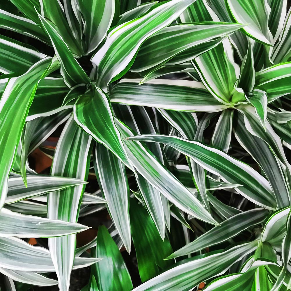 Gardify - Duftender Drachenbaum 'Warneckii'