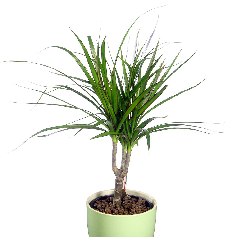Gardify - Schmalblttrige Dracaena