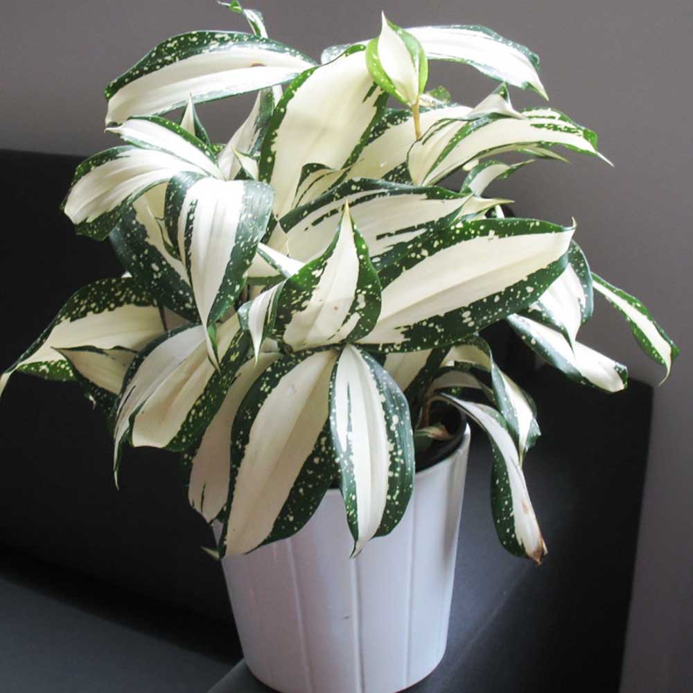 dracena limelight plant Dracena Limelight Care main image 0