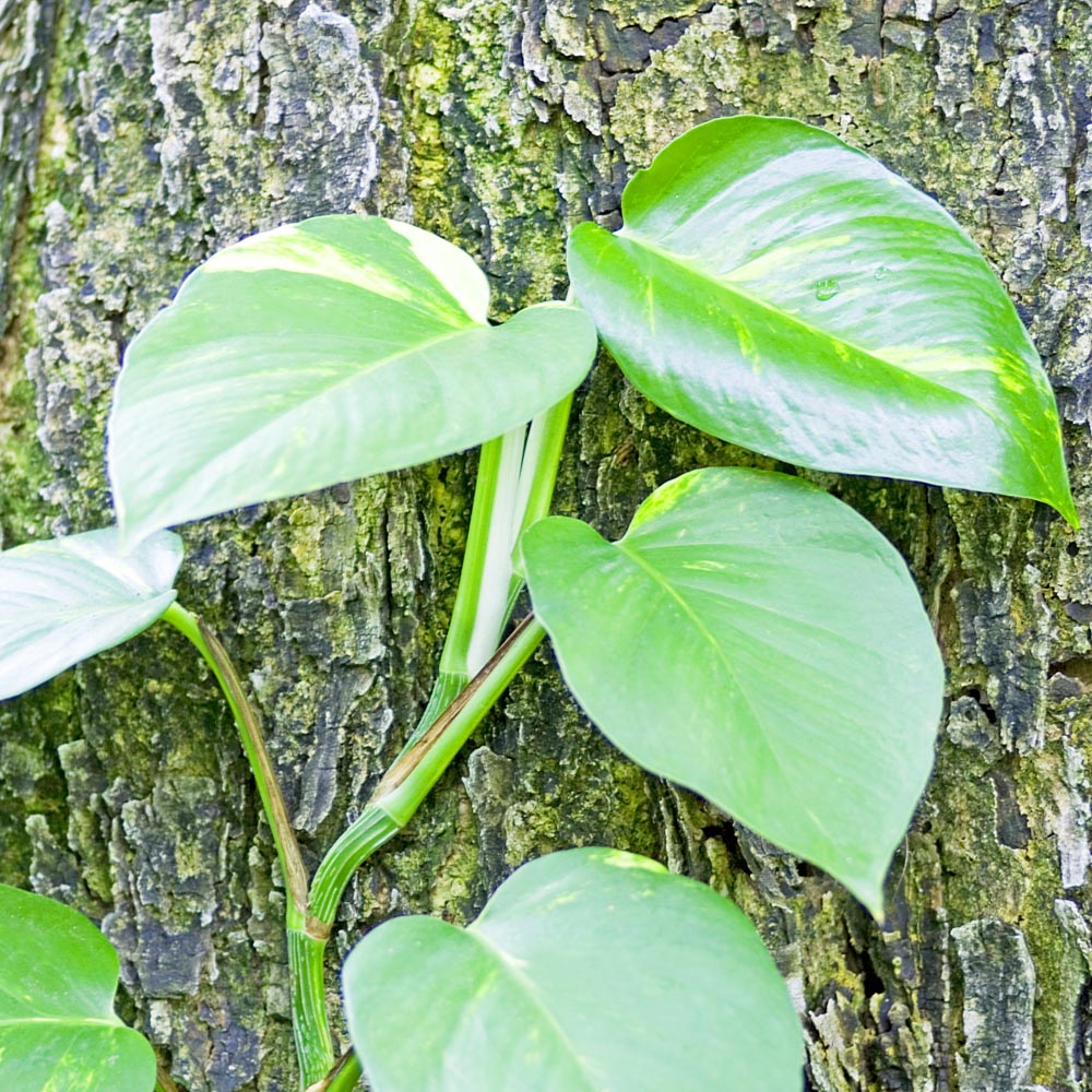 efeutute ranken lassen Epipremnum Aureum main image 1