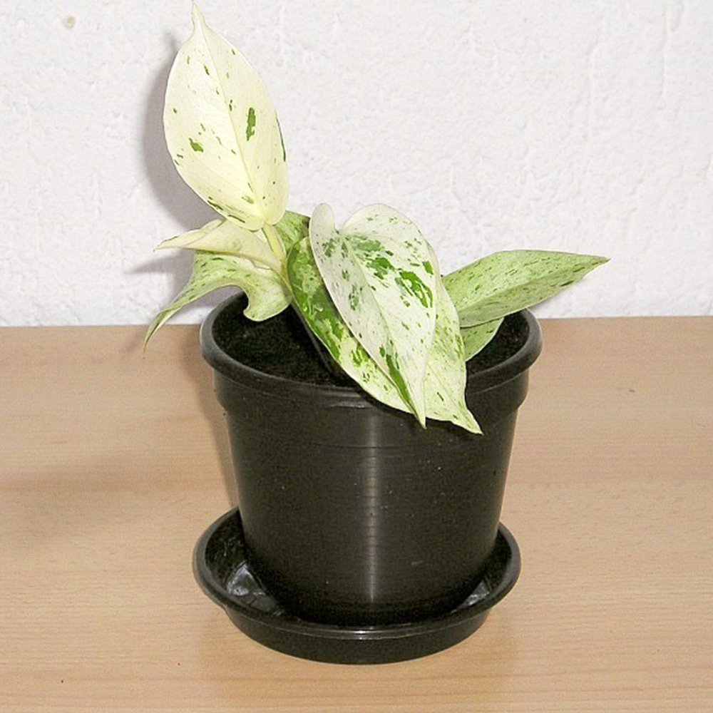 glücksfeder kaufen Glücksfeder (Zamioculcas zamiifolia) kaufen main image 0