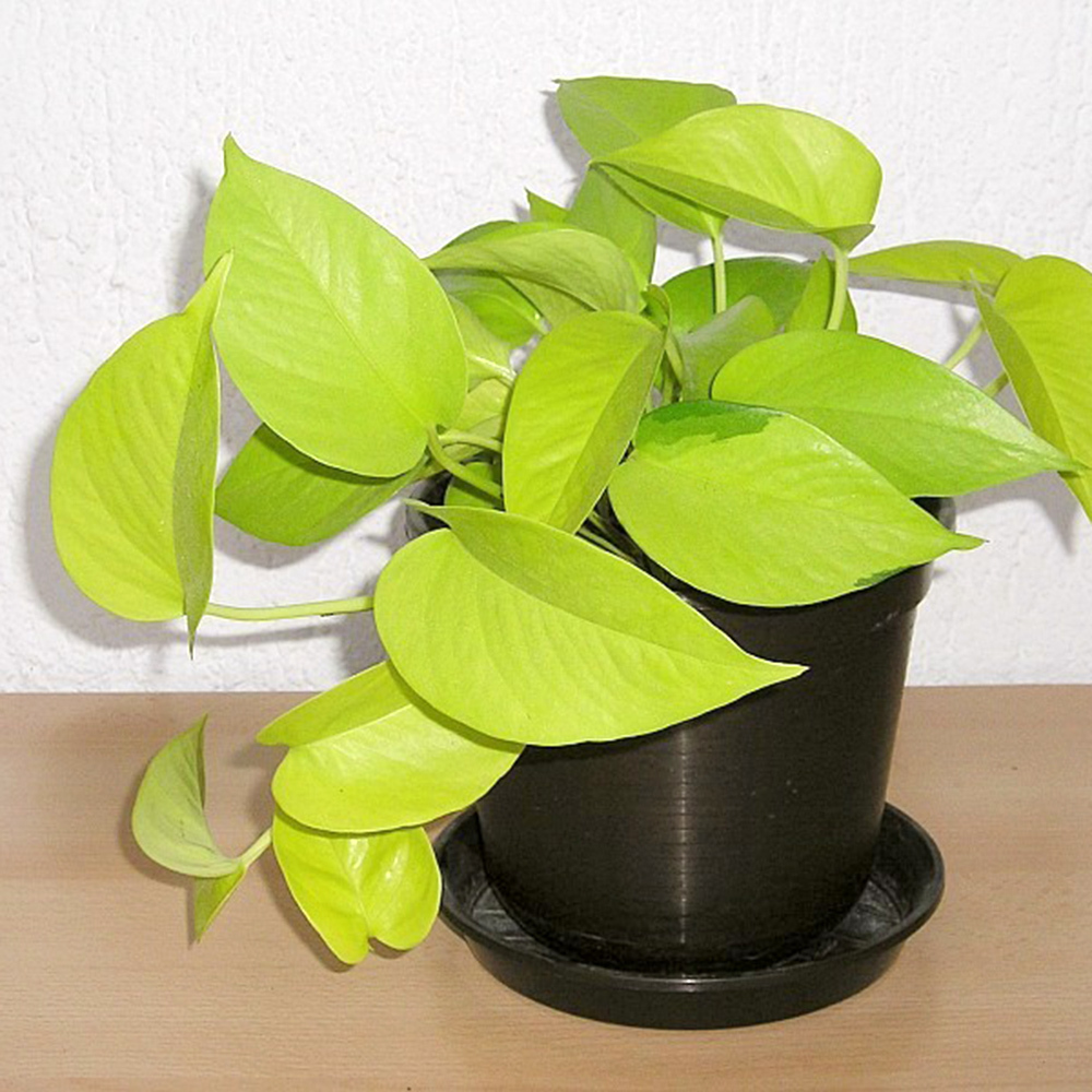 hedera helix wie oft gießen Efeu main image 1
