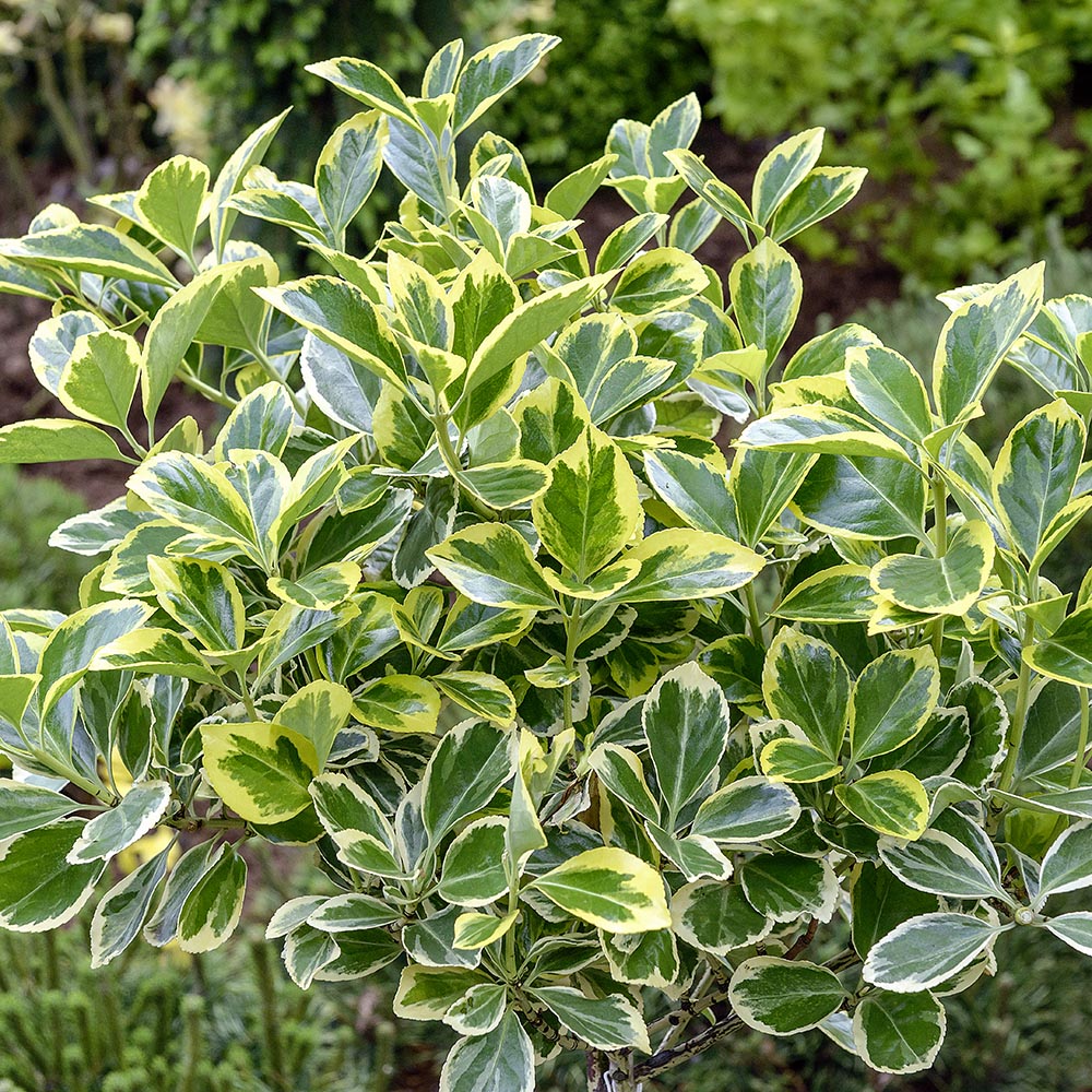 Gardify - Japanischer Spindelstrauch 'Albomarginatus'
