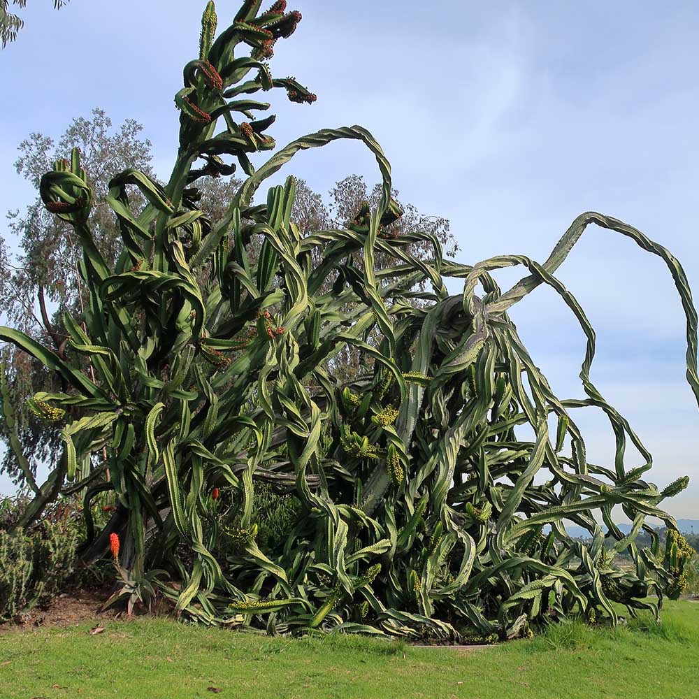 san pedro kaktus erkennen Trichocereus pachanoi 40-50cm main image 1