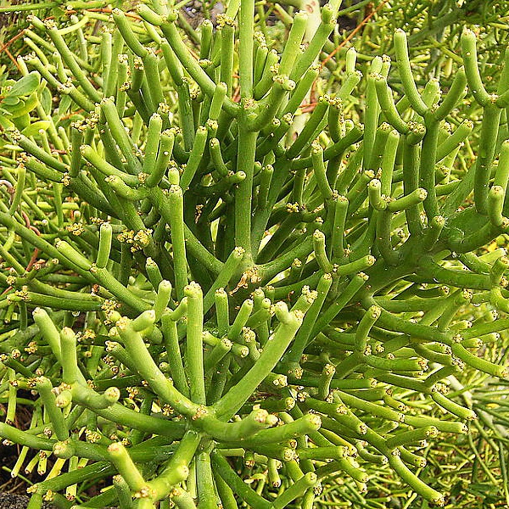 minima variegata Gasteria minima variegata – Planet Desert