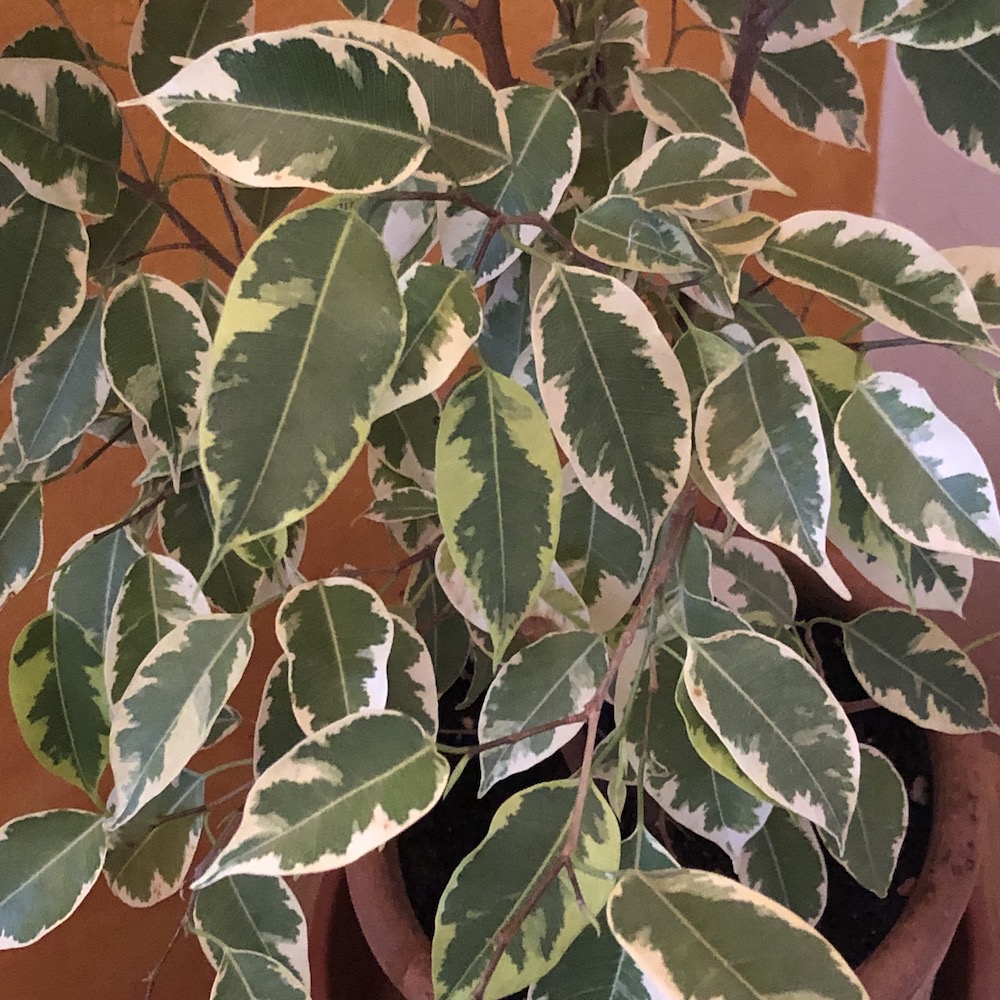 Gardify - Birkenfeige 'Variegata'