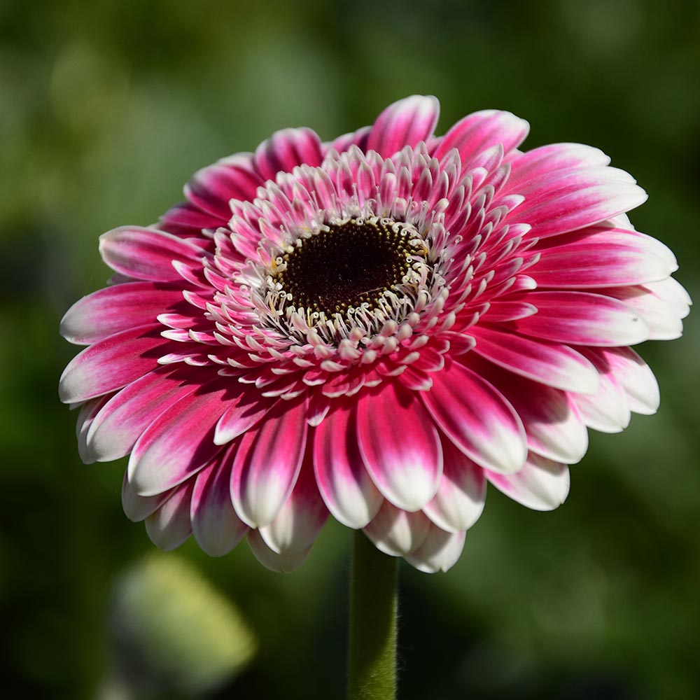 Gardify - Mini-Gerbera 'Lucia'