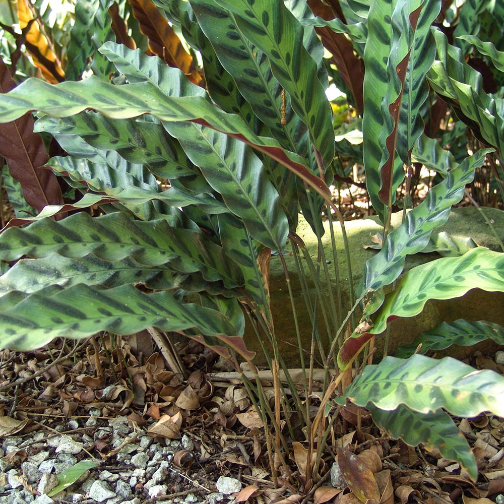 dracaena burley Dracaena fragrans Burley - HydroCare Indoor Plants | Hortology