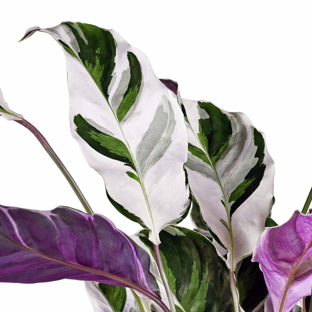 Gardify - Korbmarante 'White fusion'