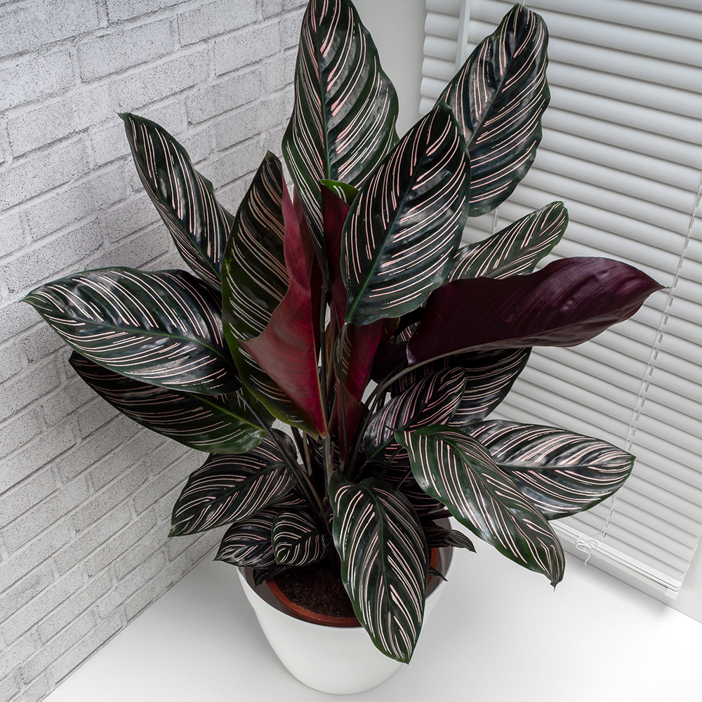 monstera inspiration Tropical Gardens Water Illusion Arrangement - Handcrafted USA main image 1