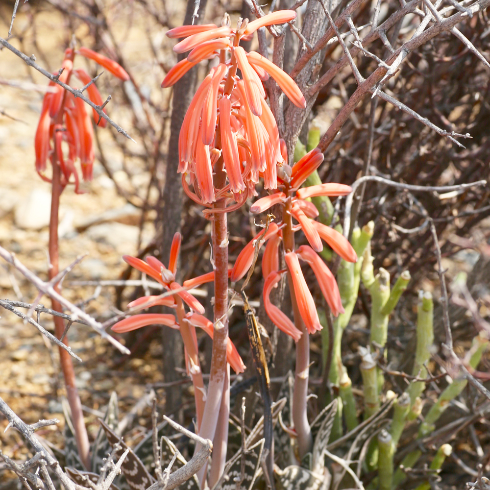 aloe vera gegen trockene kopfhaut Aloe Vera Gel