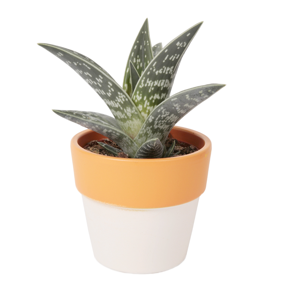 Gardify - Tiger-Aloe