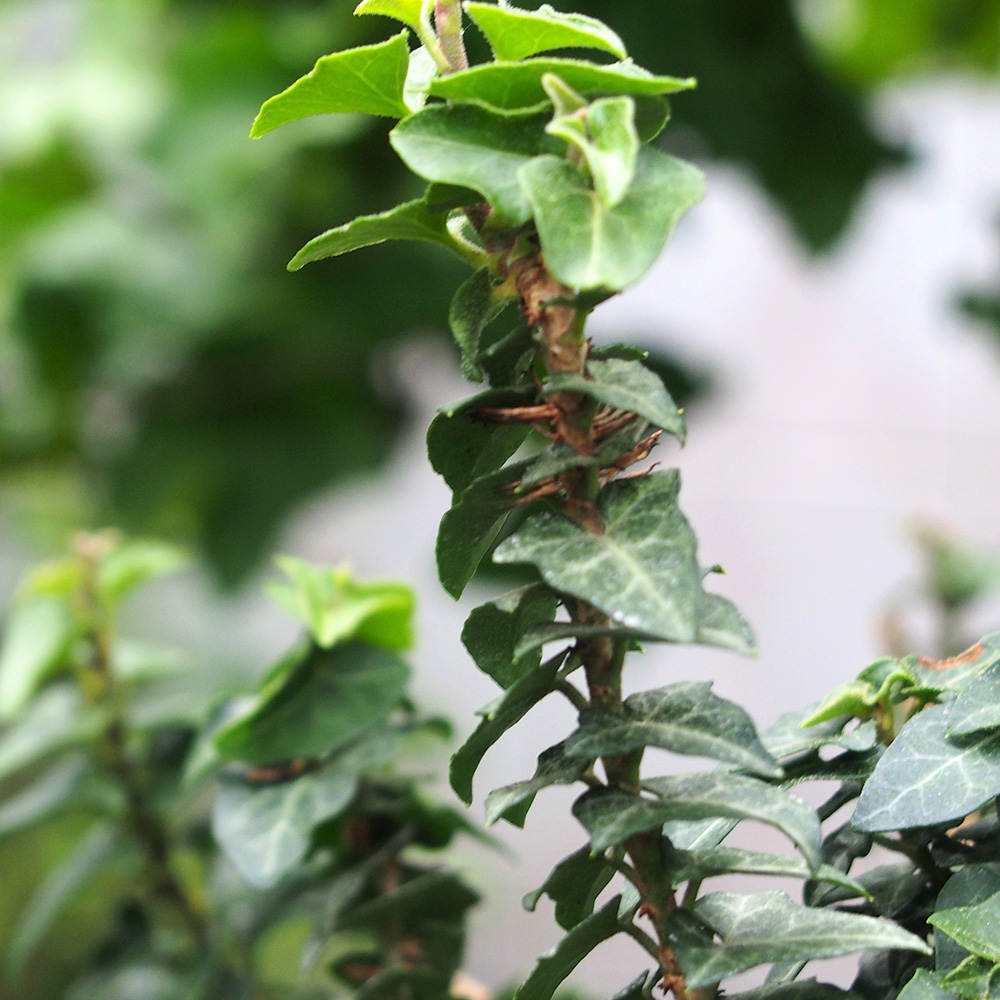 gartenhecke eibe Eibe kaufen  immergrne Heckenpflanze