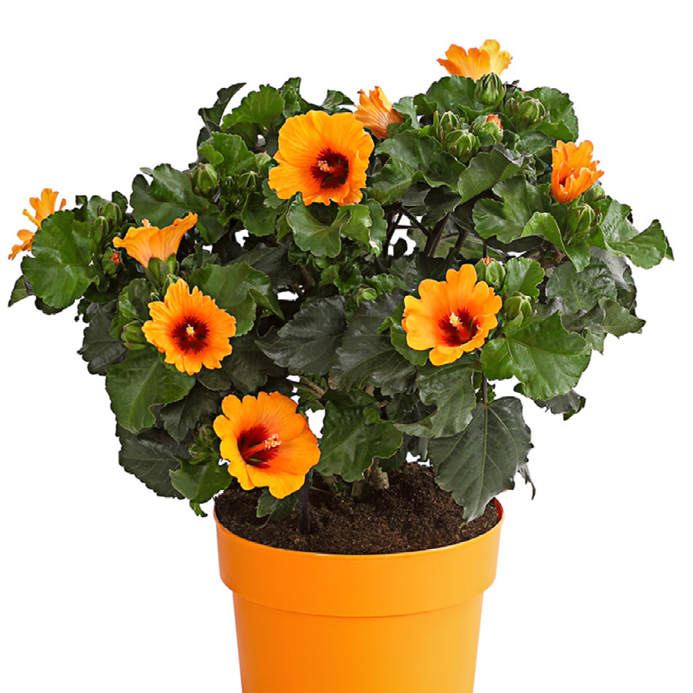 Gardify - Chinesischer Roseneibisch 'HibisQs-Hibiskus 'Petit Orange'