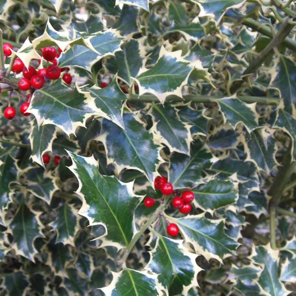 Gardify - Weibunte Stechpalme 'Argentea Marginata'