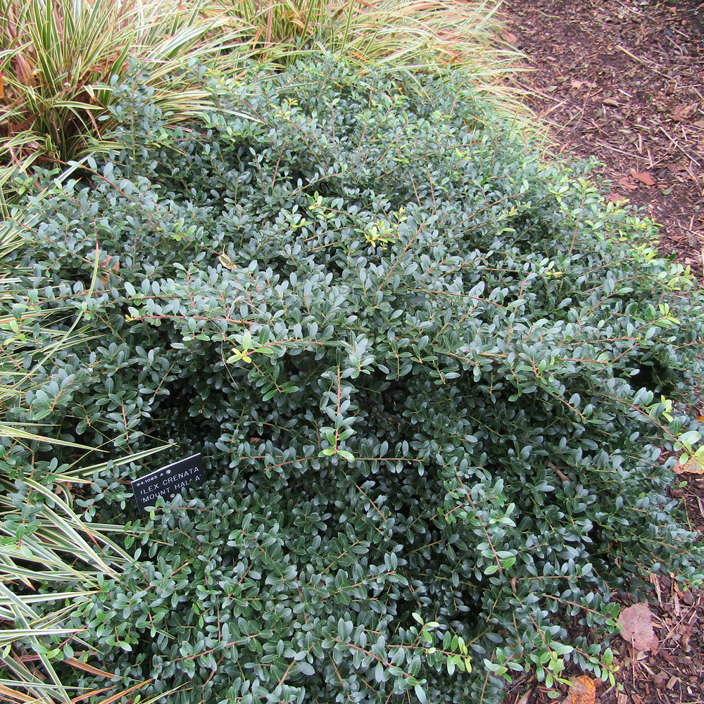 plants schefflera Schefflera Arboricola Trinette Plant main image 0