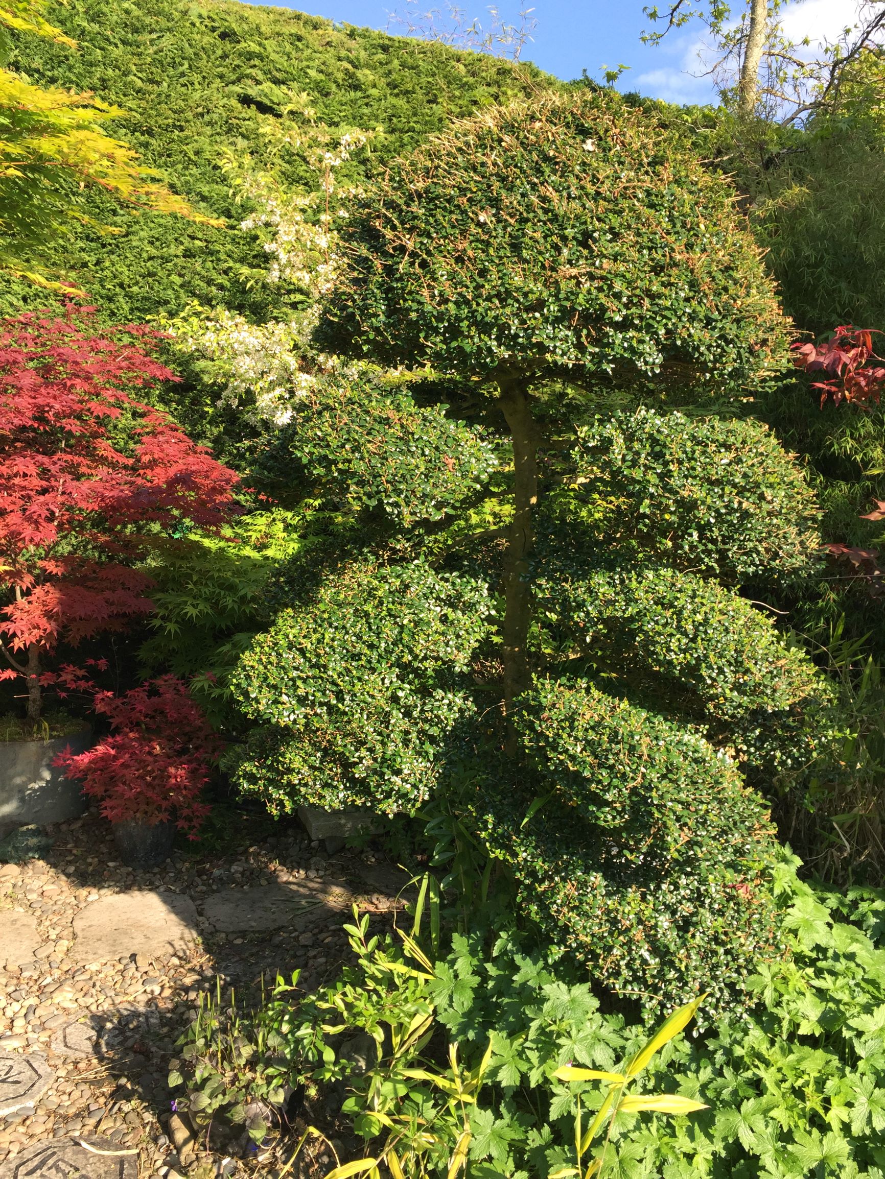 taxus baccata aureomarginata gelbe Säuleneibe - Taxus baccata Fas… main image 0