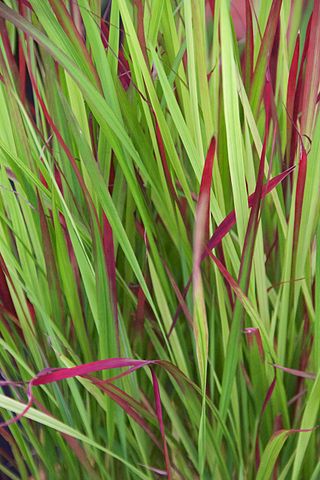 Gardify - Japanisches Blutgras 'Red Baron'