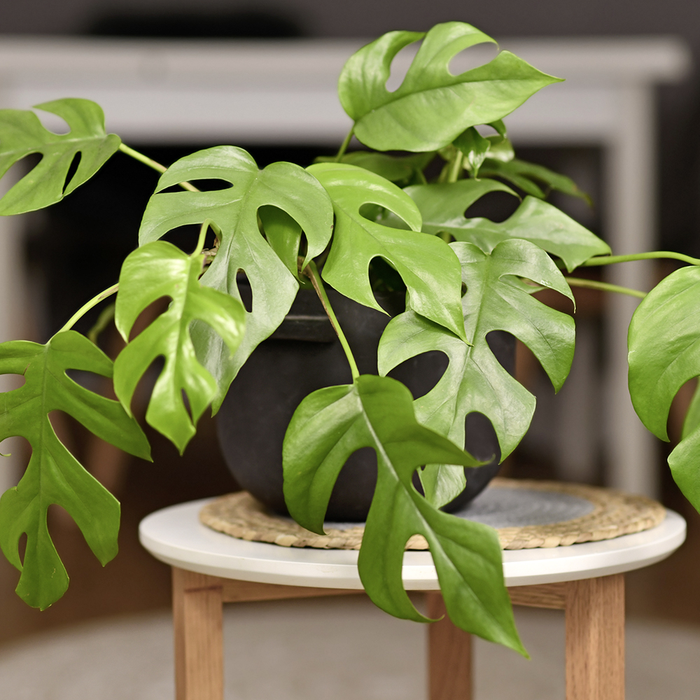 Gardify - Zwerg-Monstera