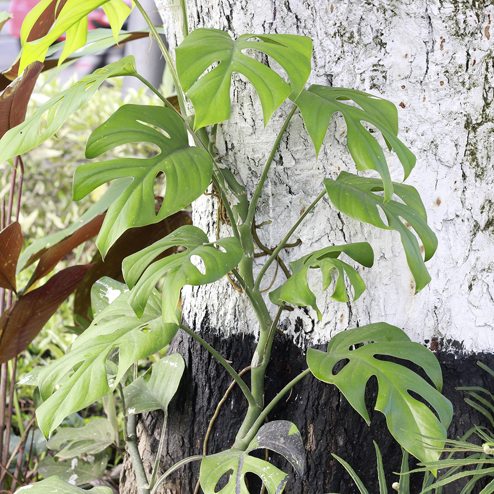 Gardify - Mini-Monstera