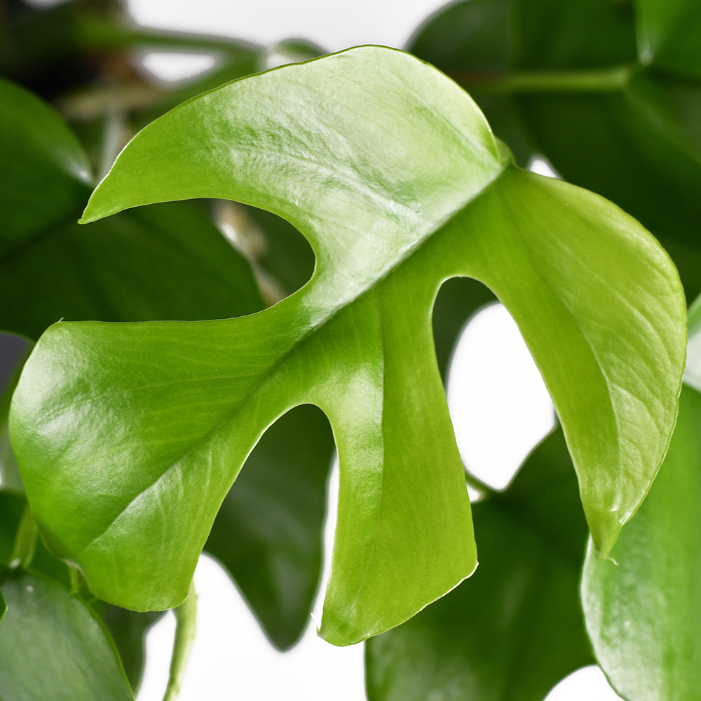 Gardify - Mini-Monstera