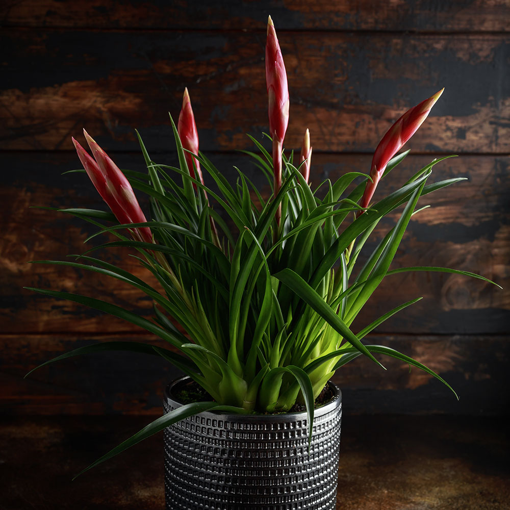 Gardify - Flammendes Schwert 'Astrid'