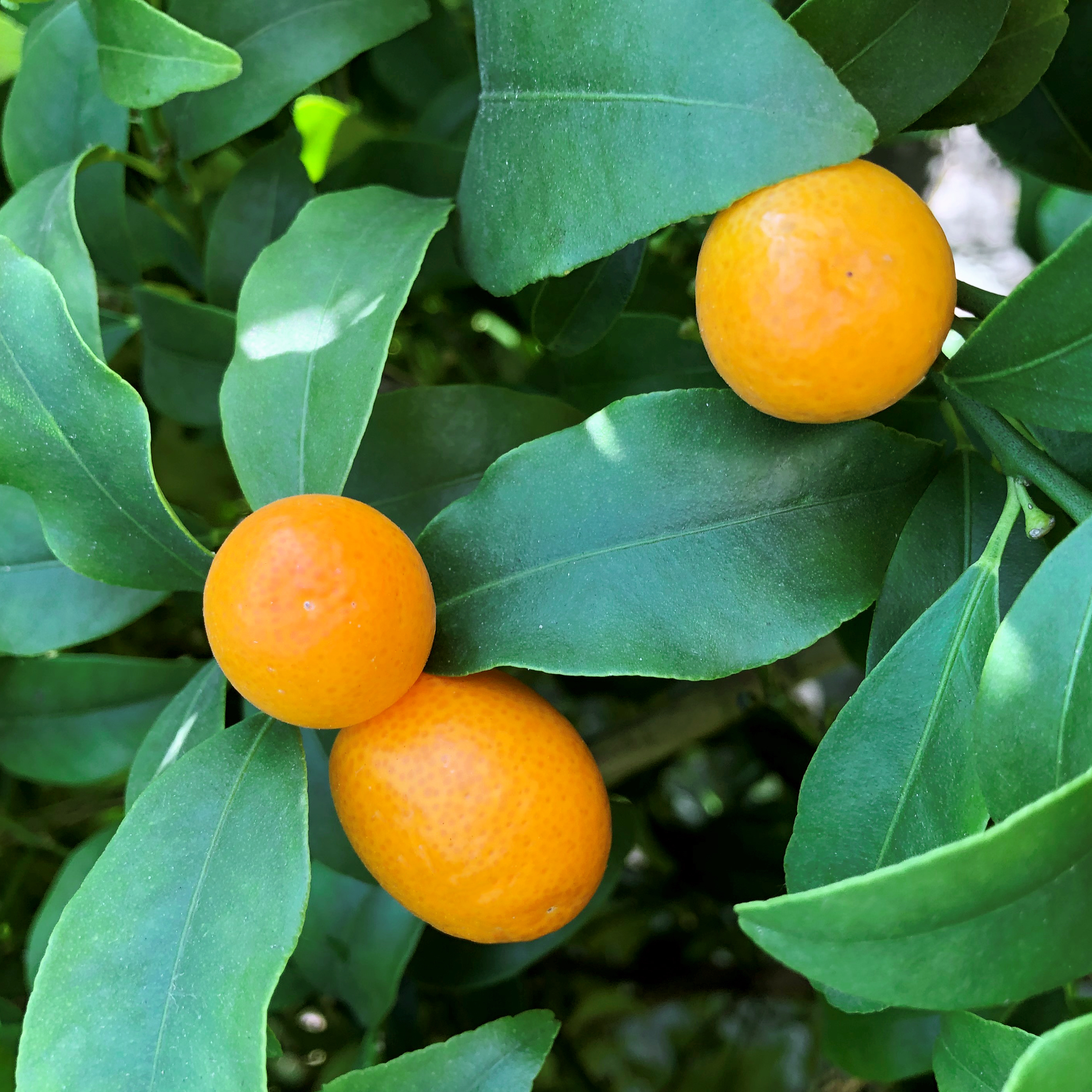 Gardify - Kumquat