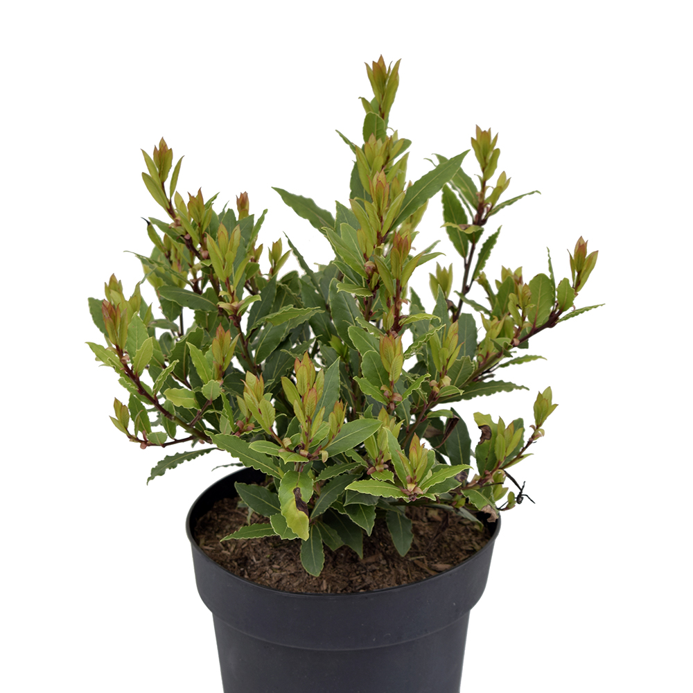 bonsai düngen winter ProviPlant Bonsai-Dünger: Für Indoor- & Outdoor Bonsai-Bäume